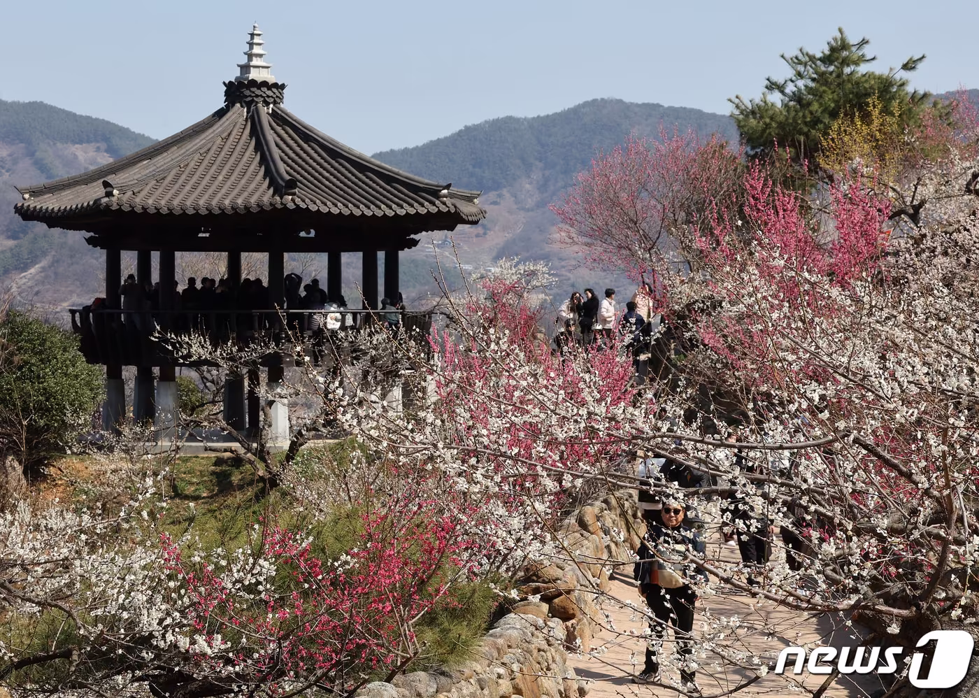 본문 이미지 - 광양매화축제.  ⓒ 뉴스1