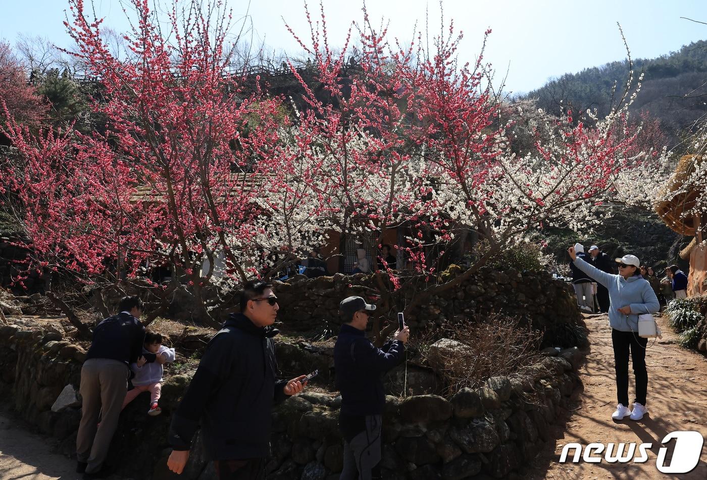 지난해 광양매화마을에서 관광객들이 봄꽃을 만끽하고 있다.  뉴스1 ⓒ News1 김진환 기자