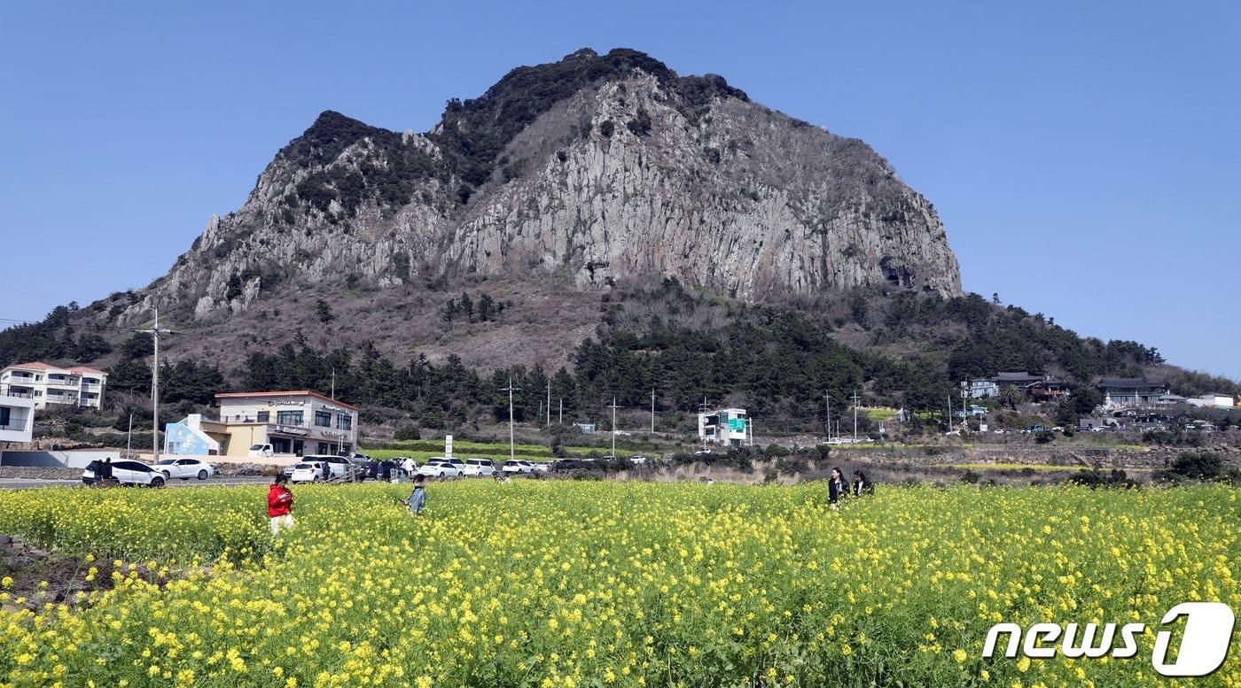 본문 이미지 - 제주 서귀포시 안덕면 산방산.2024.3.8 ⓒ 뉴스1 고동명 기자