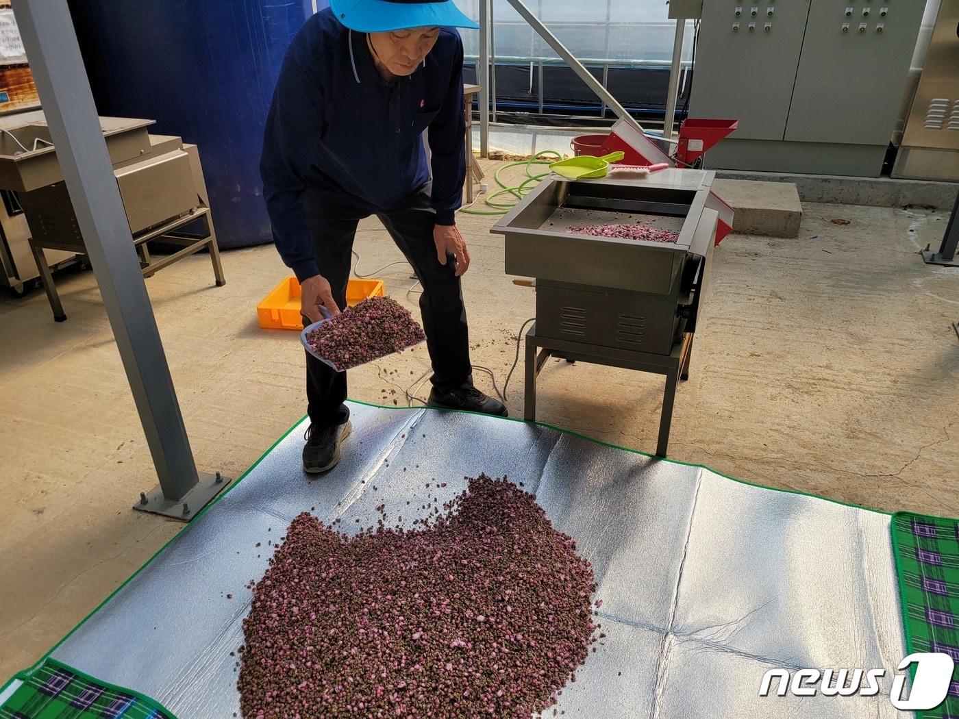 본문 이미지 - 꽃가루은행 작업 장면.(자료사진) ⓒ 뉴스1