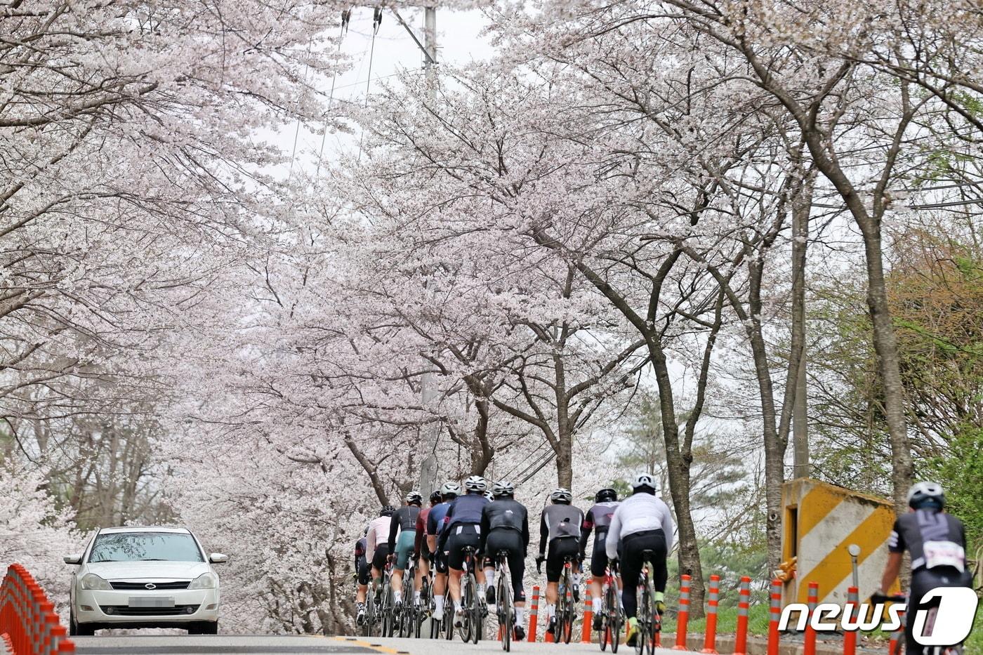 본문 이미지 - 10일 전북자치도 임실군에 소재한 옥정호 일원에 벚꽃이 만개해 많은 관광객들이 몰리고 있다.(임실군제공)2024.4.10 ⓒ 뉴스1 김동규 기자