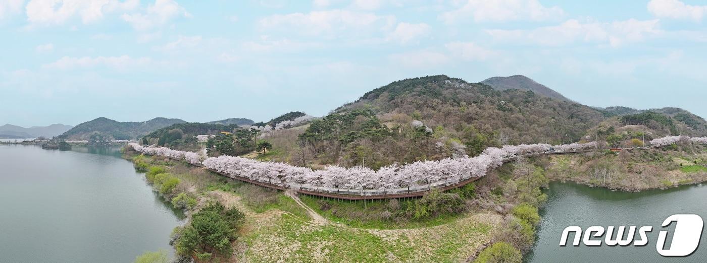 10일 전북자치도 임실군에 소재한 옥정호 일원에 벚꽃이 만개해 많은 관광객들이 몰리고 있다. 사진은 옥정호 도로.(임실군 제공)2024.4.10/뉴스1 