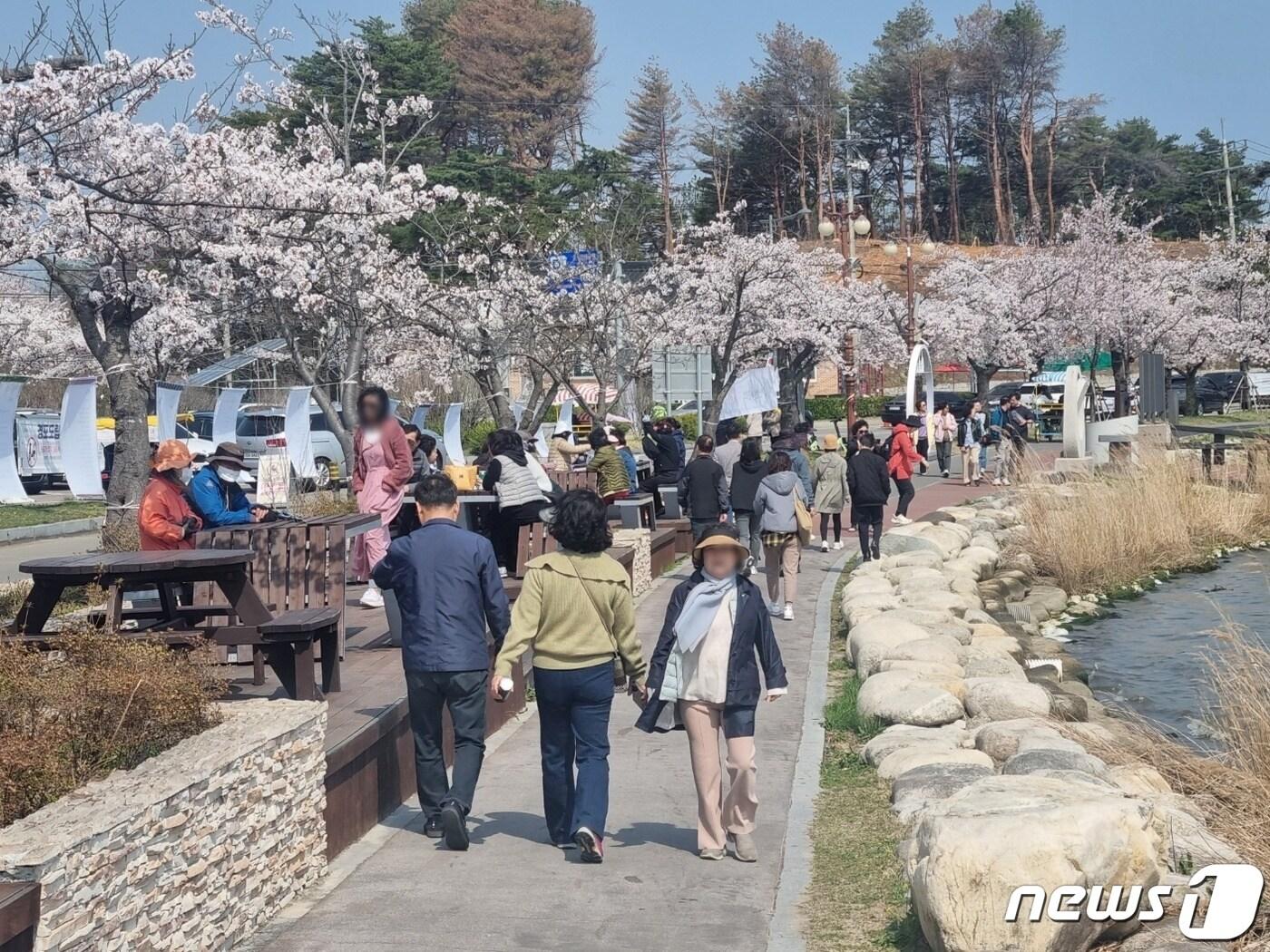 본문 이미지 - 제22대 국회의원 총선거 본투표일인 10일 벚꽃이 만개한 강원 강릉 경포벚꽃축제장이 나들이객으로 북적이고 있다. 2024.4.10/뉴스1 ⓒ News1 윤왕근 기자