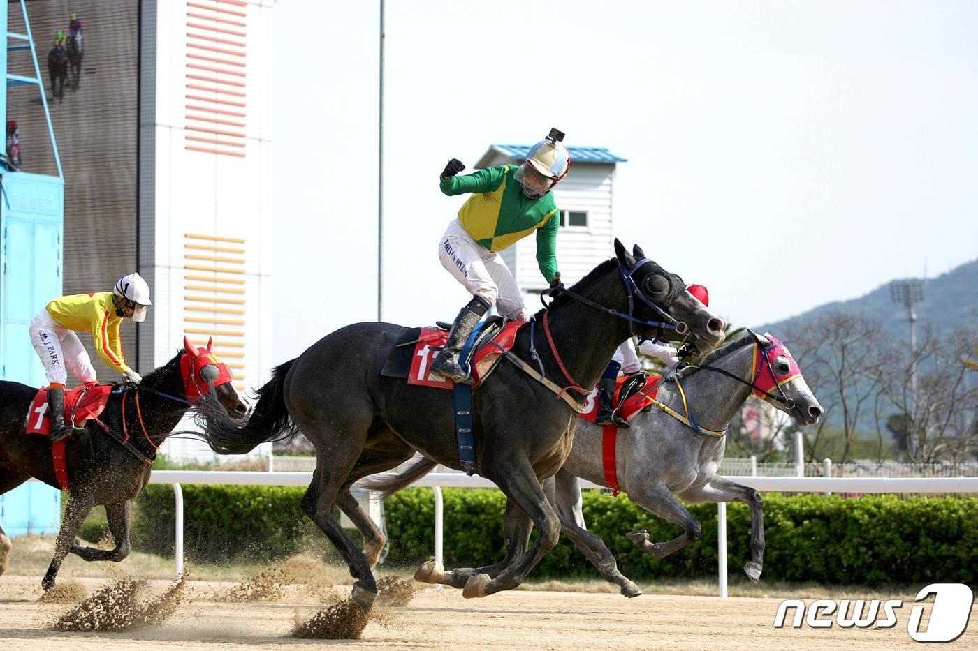 본문 이미지 - 우승마 석세스백파(12번마)와 유현명 기수(렛츠런파크 부산경남본부 제공)