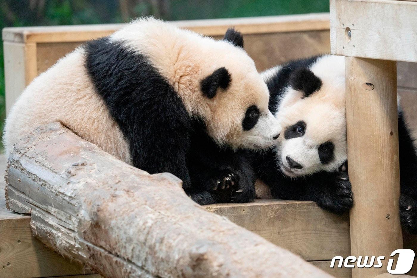에버랜드가 쌍둥이 아기판다 루이바오(오른쪽)와 후이바오의 일반공개 100일을 맞아 12일 근황을 공개했다. 지난해 7월 7일 각각 몸무게 180g, 140g으로 태어난 아기판다들은 엄마 아이바오와 사육사들의 극진한 보살핌 속에 생후 8개월만에 몸무게 25kg을 돌파하며 약 150배나 폭풍 성장했다. (삼성물산 리조트부문 제공) 2024.4.12/뉴스1