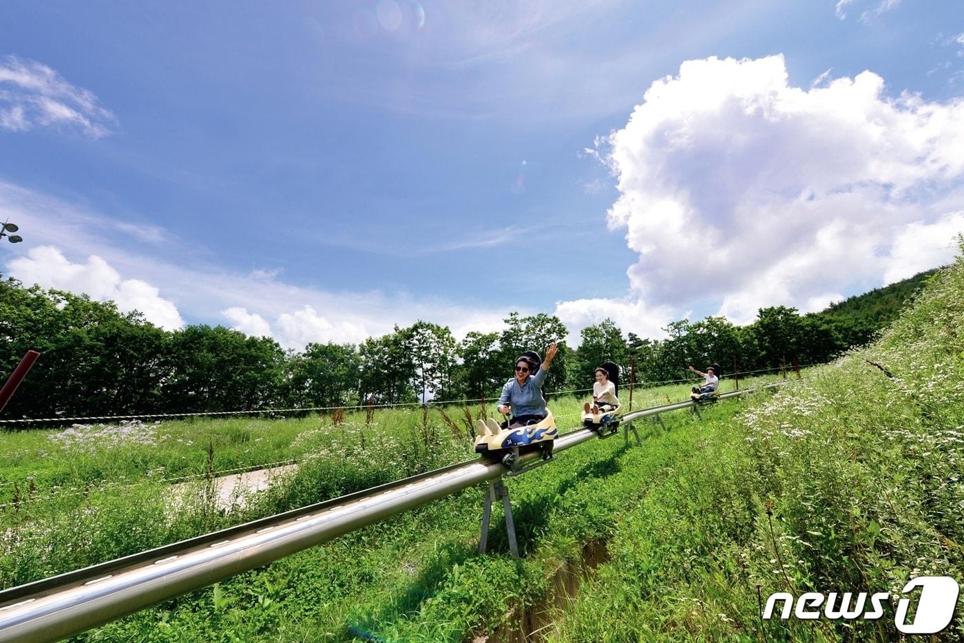 알파인코스터(강원랜드 제공)