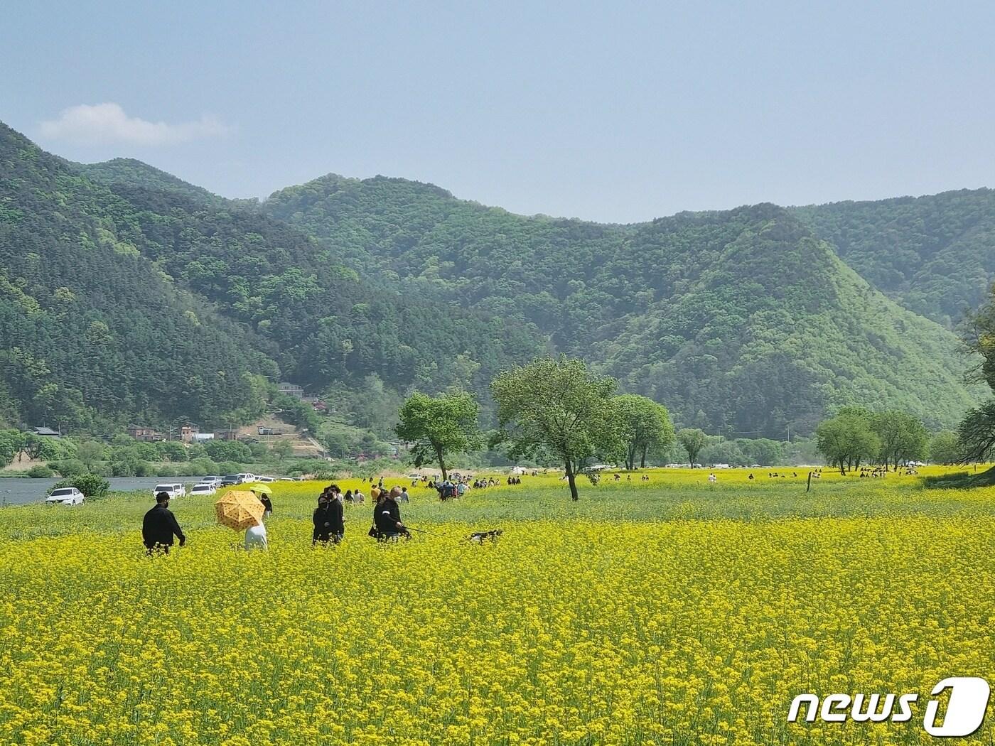 본문 이미지 - 지난해 옥천군 동이면 금강 둔치 유채꽃밭 모습 (옥천군 제공) /뉴스1