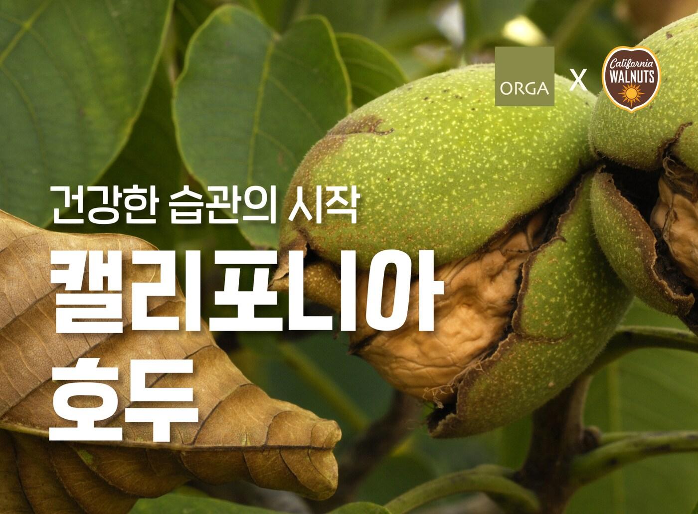 본문 이미지 - 올가홀푸드는 캘리포니아 호두협회와 함께 호두의 영양과 효능을 알리고 호두 및 관련 제품을 최대 50%까지 할인 판매하는 '캘리포니아 호두, 건강한 습관의 시작' 기획전을 25일까지 진행한다.(올가홀푸드제공)