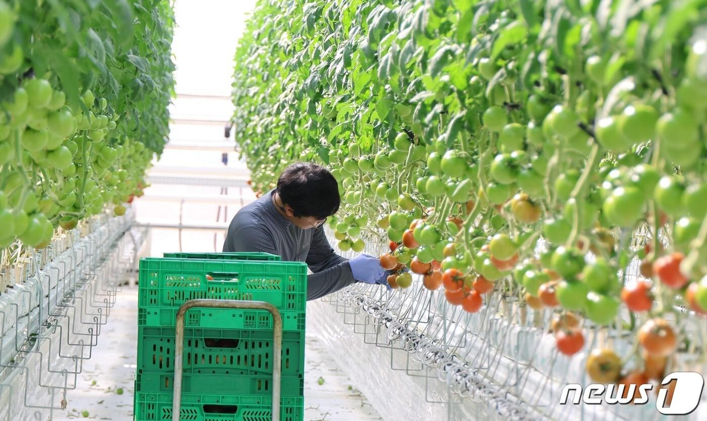 고흥 스마트팜 혁신밸리에서 토마토를 재배하고 있는 모습.(전남도 제공) 2024.4.15/뉴스1
