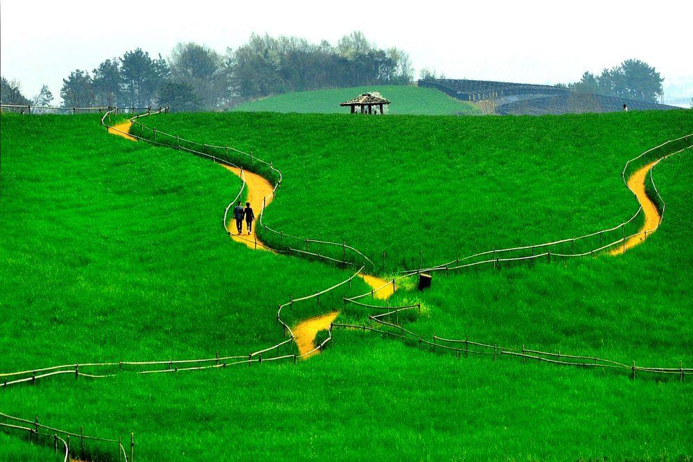 본문 이미지 - 전북 고창 청보리밭 전경.&#40;코레일관광개발 제공&#41;