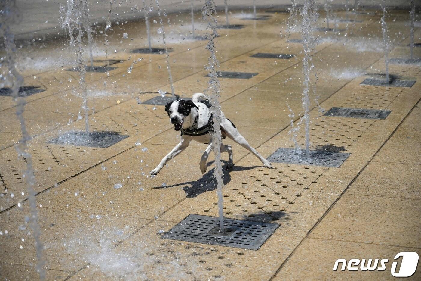 본문 이미지 - 16일(현지시간) 멕시코 멕시코시티의 분수대에서 개 한 마리가 더위를 식히고 있다. 이날 멕시코에서는 섭씨 45도를 넘기며 폭염에 휩싸였다. 2024.04.17/ ⓒ AFP=뉴스1 ⓒ News1 권진영 기자