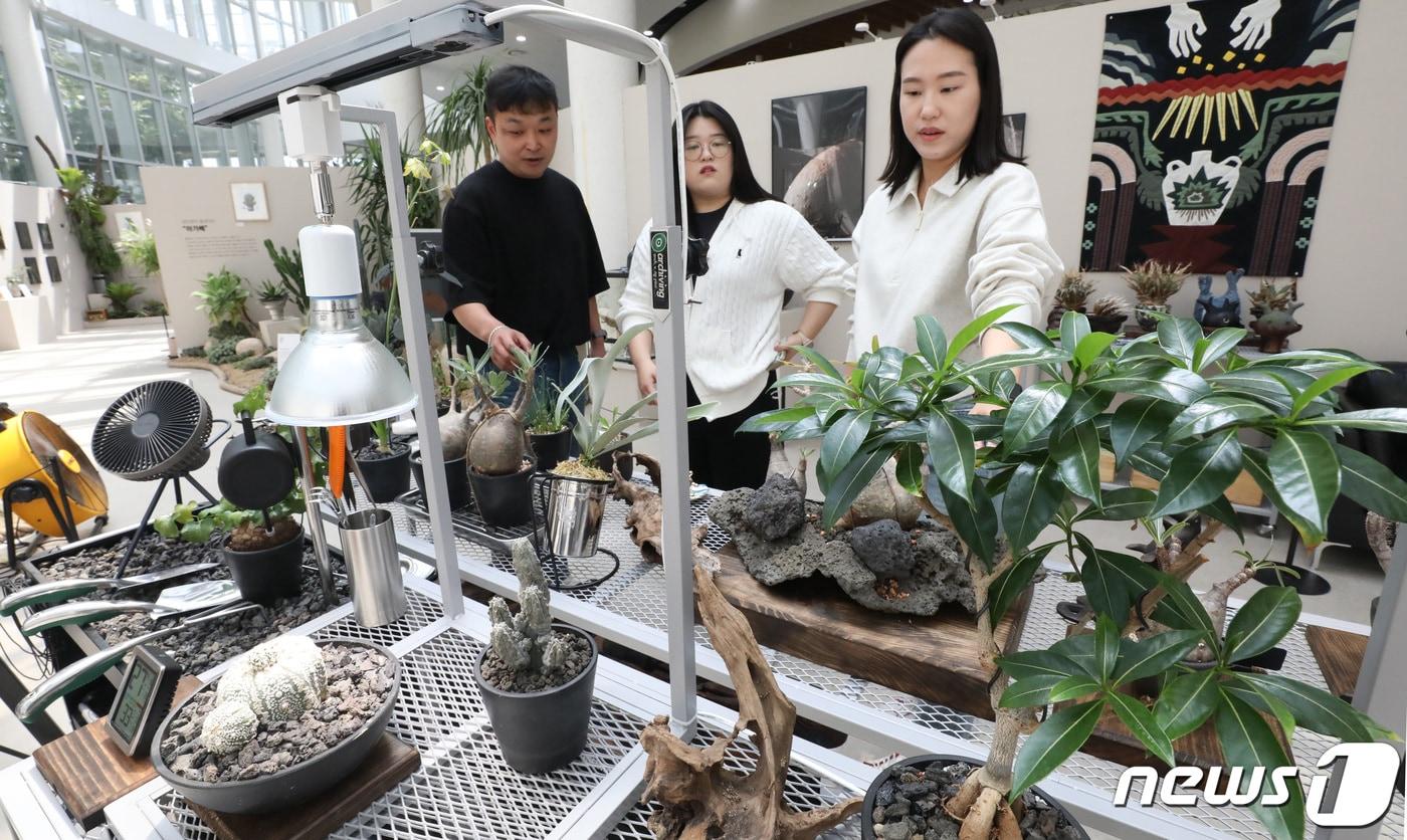 본문 이미지 -  세종시 국립세종수목원에서 진행중인 반려식물 기획전시 '넌 어느 별에서 왔니?'를 찾은 시민들이 독특한 모양의 괴근식물들을 관람하고 있다.  (사진은 기사 내용과 무관함) / 뉴스1 ⓒ News1 2024.4.18 ⓒ 뉴스1 김기남 기자