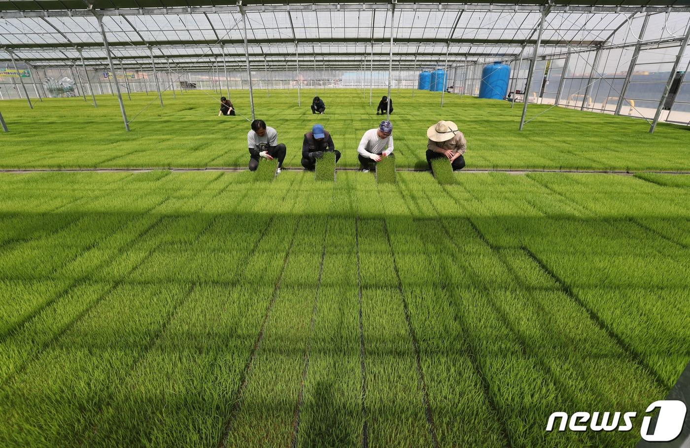 절기상 곡우(穀雨)를 하루 앞둔 18일 오후 경기 이천시 대월농협공동육묘장에서 관계자들이 볏모가 자라나고 있는 모판을 살펴보고 있다. 2024.4.18/뉴스1 ⓒ News1 김영운 기자