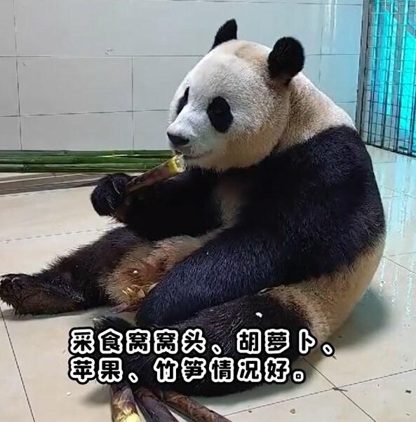 본문 이미지 - 17일(현지시간) 중국판다보호연구센터가 '푸바오'의 근황을 공개했다. 2024.04.17/ (중국판다보호연구센터 웨이보 캡처)