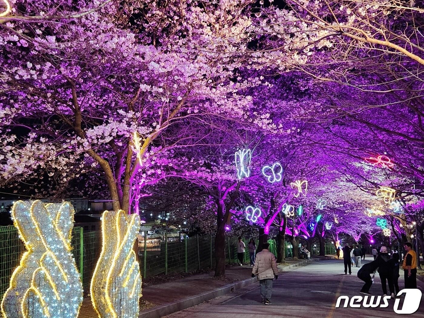 본문 이미지 - 전북특별자치도 고창군 석정벚꽃터널 야간 경관조명(고창군  제공)2024.4.2/뉴스1 