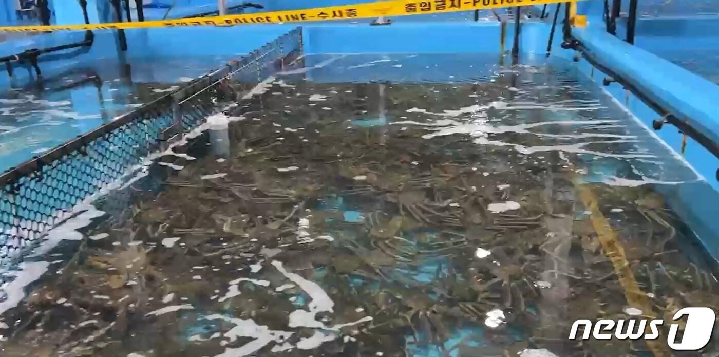 경찰이 압수한 러시아산 대게와 킹크랩.(강원경찰청 제공)/뉴스1