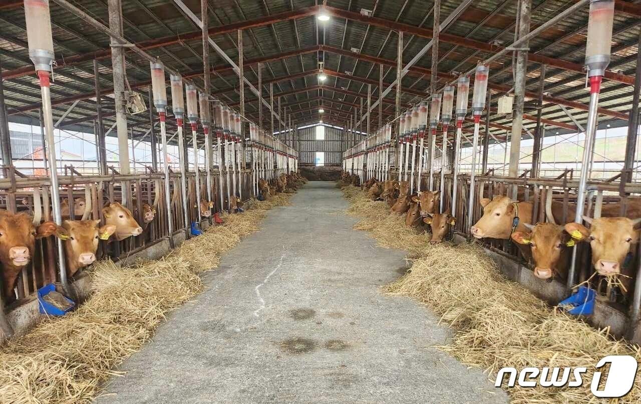 본문 이미지 - 정읍시가 고품질 한우산업 육성을 위해 올해 한우 품질개선 등을 위해 총 16억원을 투입해 한우품질 개선 등 다양한 지원 사업을 추진한다(정읍시 제공)2025.4.2/뉴스1