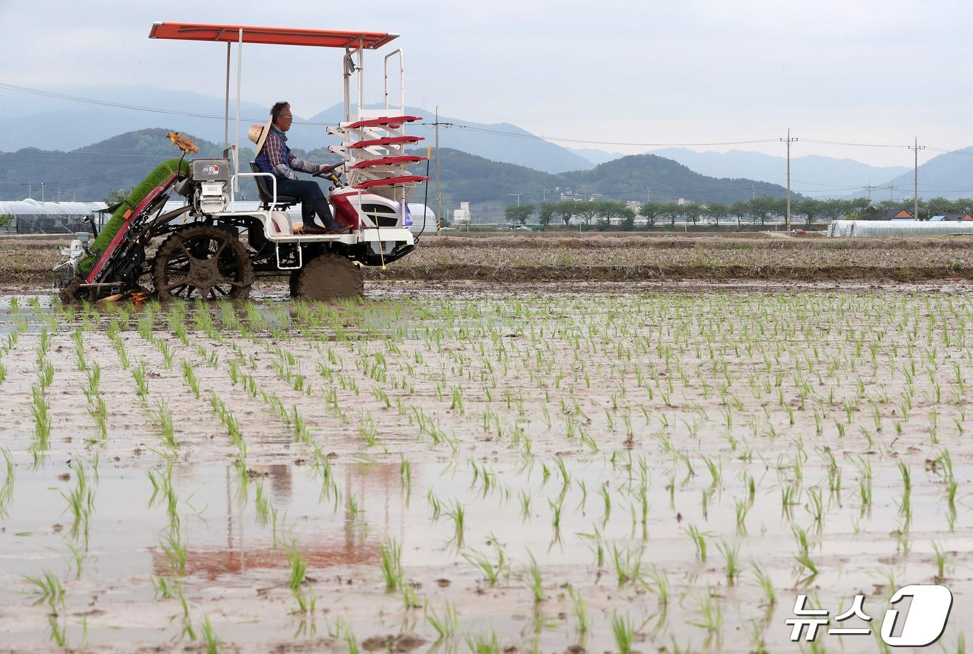 전북자치도 임실군은 쌀 공급과잉 해소와 수급 안정 여건 조성을 위한 농림축산식품부의 ‘벼 재배면적 조정제’ 시행에 발맞춰 재배면적 3666㏊의 약 12%인 435㏊를 감축한다./뉴스1 ⓒ News1 윤일지 기자