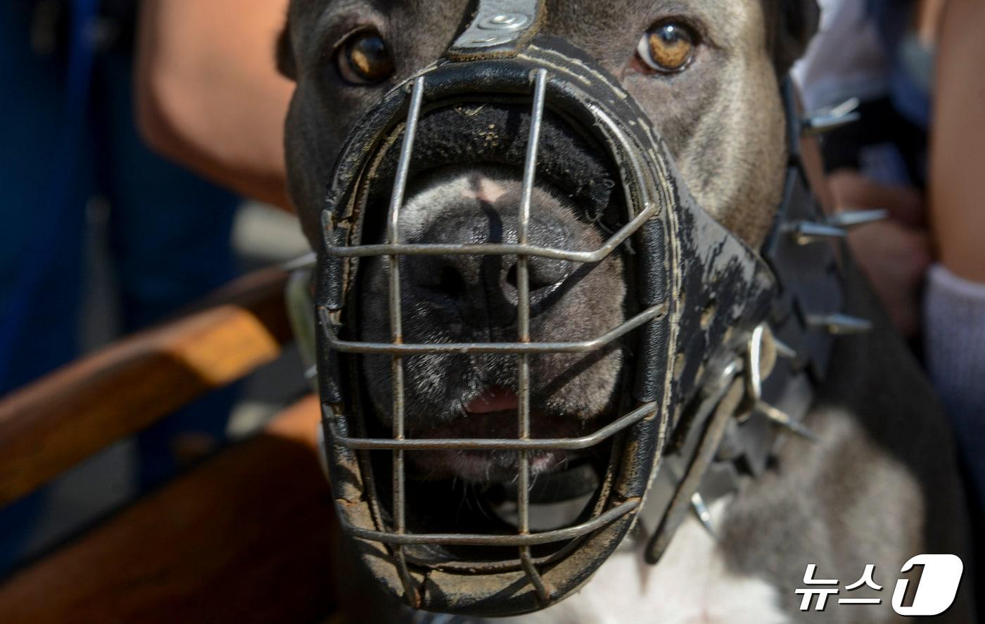 입마개를 한 핏불 테리어 &#40;자료사진&#41; ⓒ AFP=뉴스1