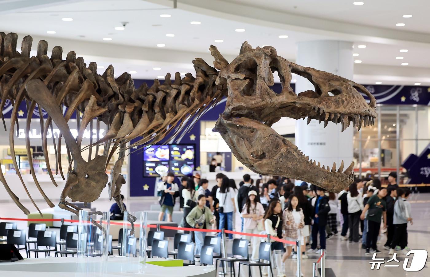 24일 오후 경기도 과천 국립과천과학관 중앙홀에 세계 최대 티라노사우루스 화석 ‘스코티(scotty)’가 전시되어 있다. 2024.4.24/뉴스1 ⓒ News1 김진환 기자