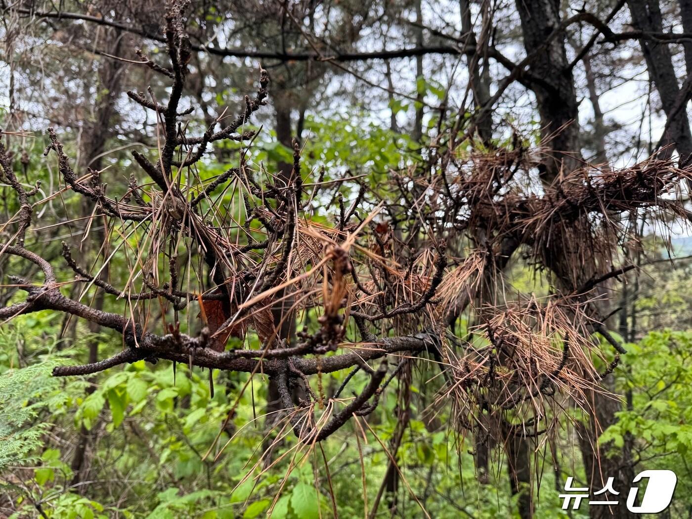 본문 이미지 - 24일 울산 북구 동대산 한 소나무에 소나무재선충병이 감염되어 잎이 붉게 시들어 있는 모습이다.2024.4.24/뉴스1 ⓒNews1 김세은 기자