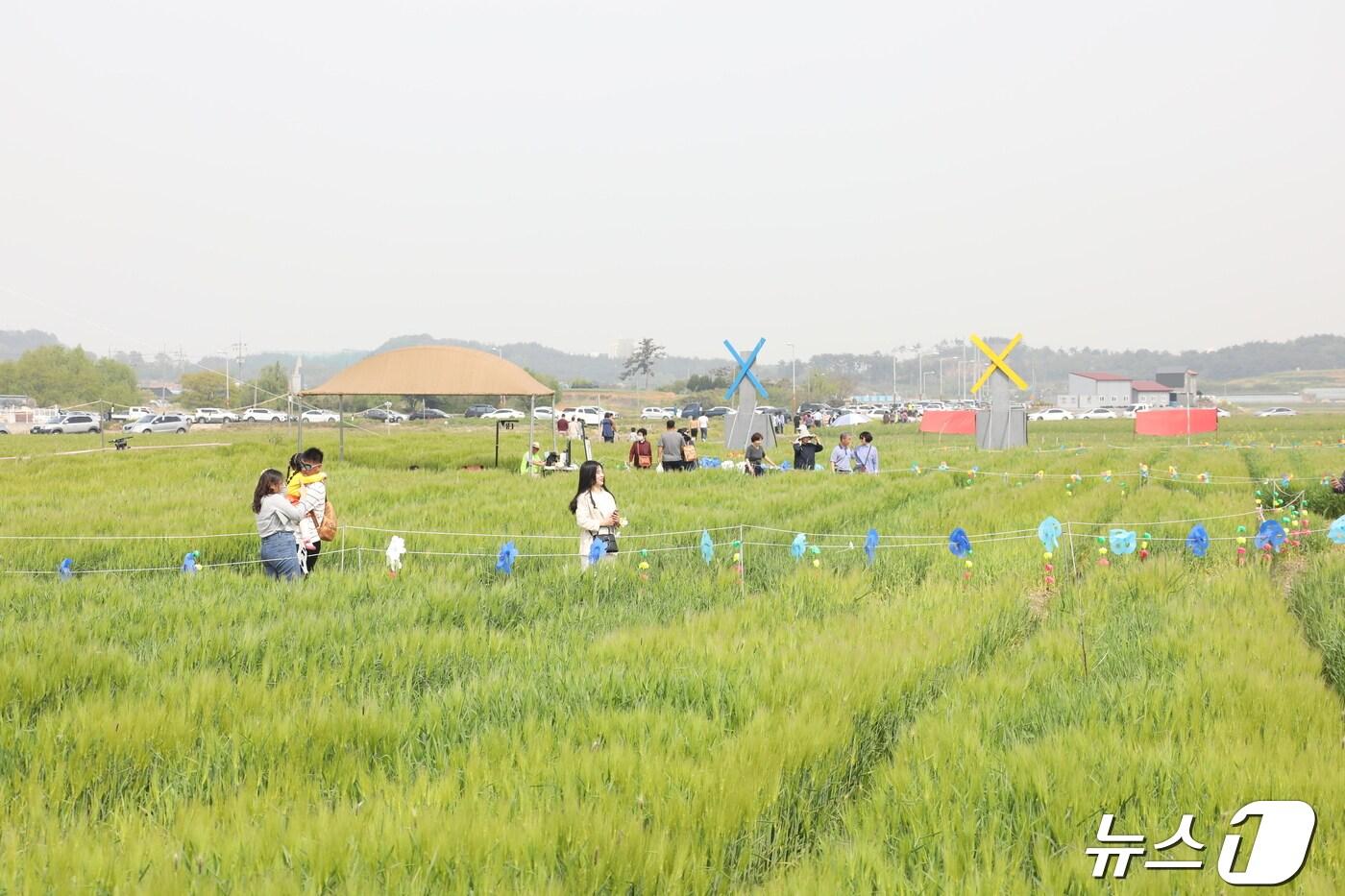 본문 이미지 - 군산 꽁당보리축제가 5월2일부터 4일까지 3일간 미성동 행정복지센터 뒤편 청보리밭에서 펼쳐진다.(군산시 제공) 2024.4.25/뉴스1