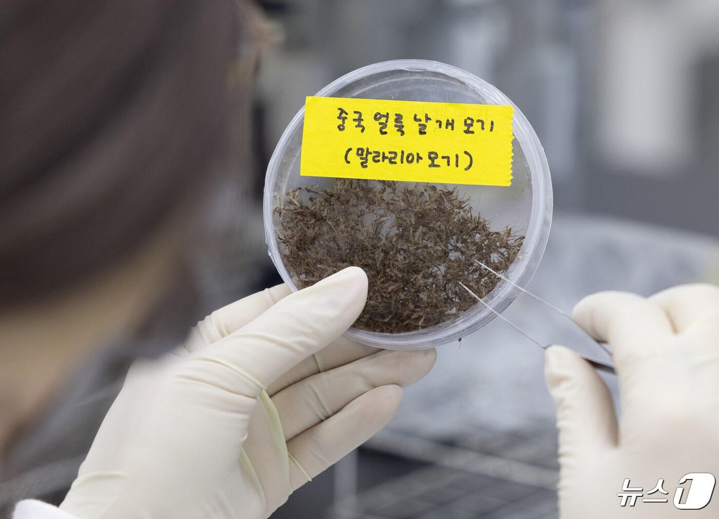 본문 이미지 - 뉴스1DB