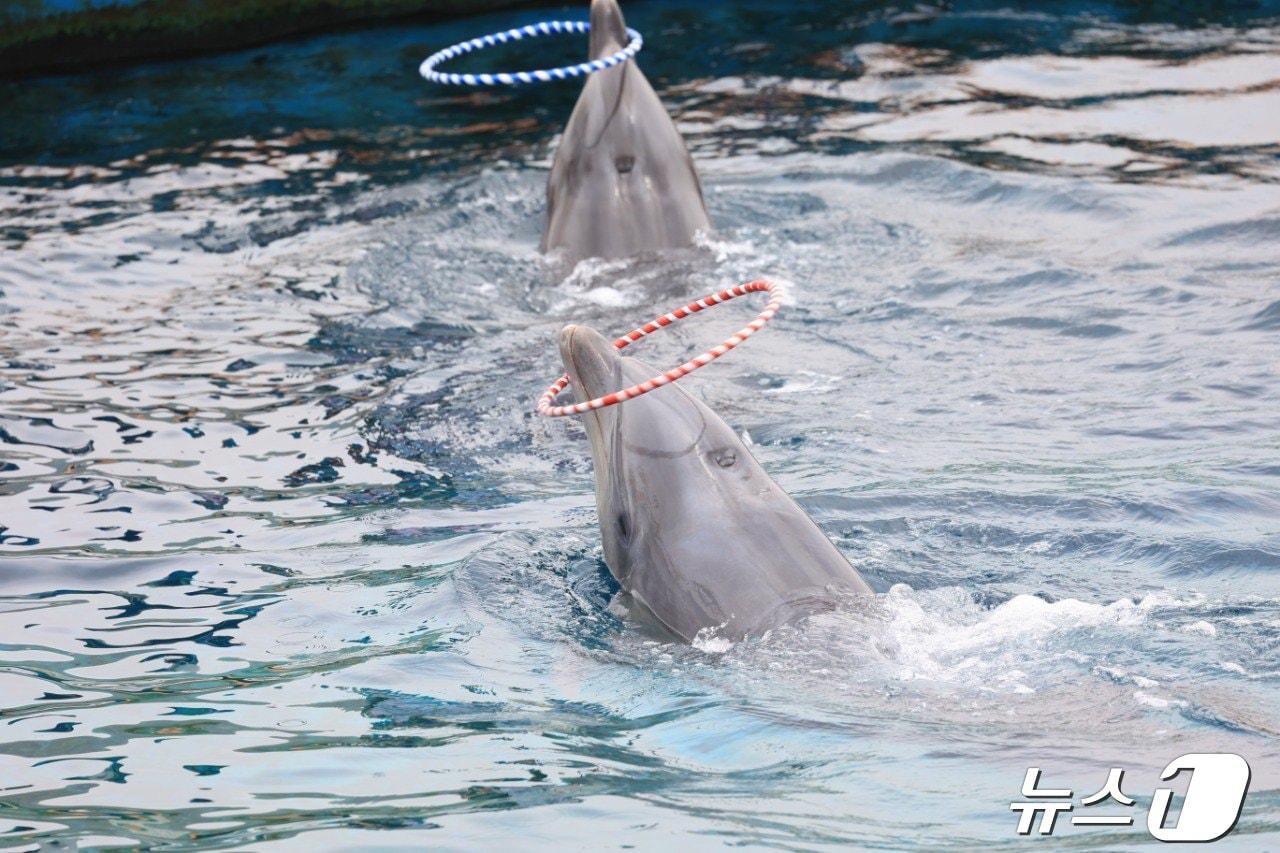 본문 이미지 - 거제씨월드의 큰돌고래가 공연을 하고 있다.(핫핑크돌핀스 제공)