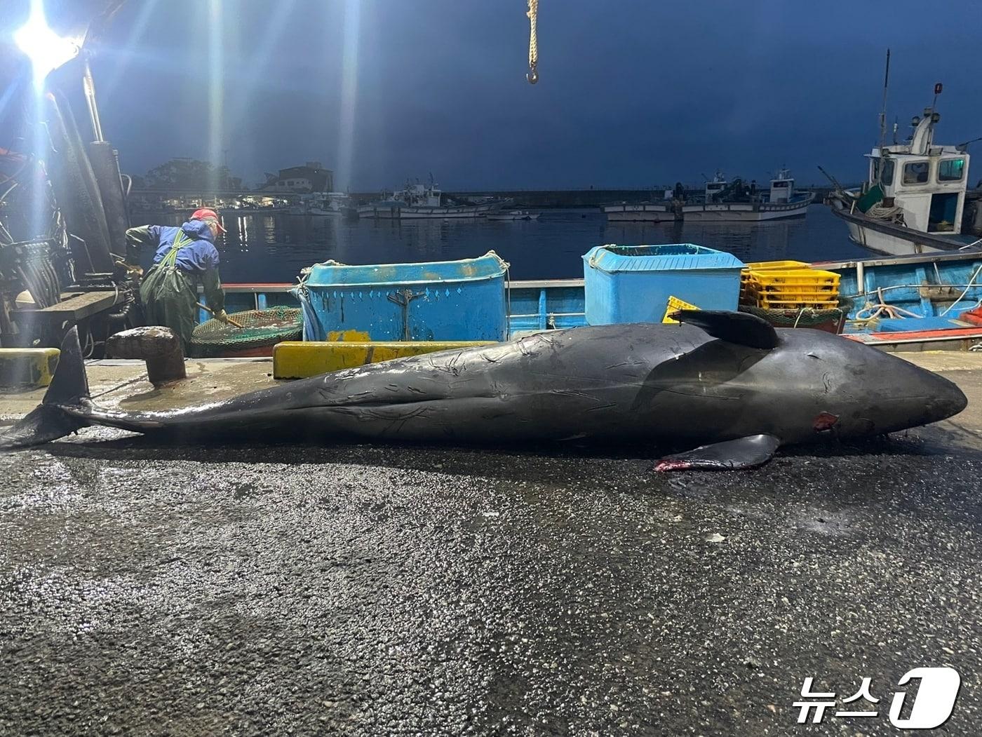 본문 이미지 - 29일 양양 남애항 동쪽 150m 해상서 발견된 흑범고래 사체.(속초해경 제공) 2024.4.29/뉴스1