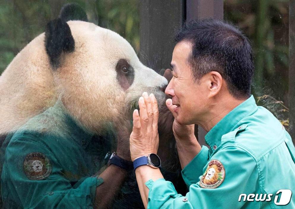 본문 이미지 - 지난해 8월 촬영된 푸바오와 강철원 사육사의 다정한 모습. (삼성물산 리조트부문 제공)
