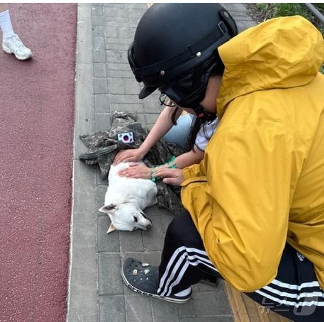 본문 이미지 -  로드킬을 당한 유기견을 위해 차량을 통제하는 한편 자신이 입고 있던 군복을 덮어준 특공연대 변윤섭 중사로 인해 유기견 단체가 '일할 맛이 났다'며 고마움을 나타냈다. (육대전 갈무리) ⓒ 뉴스1