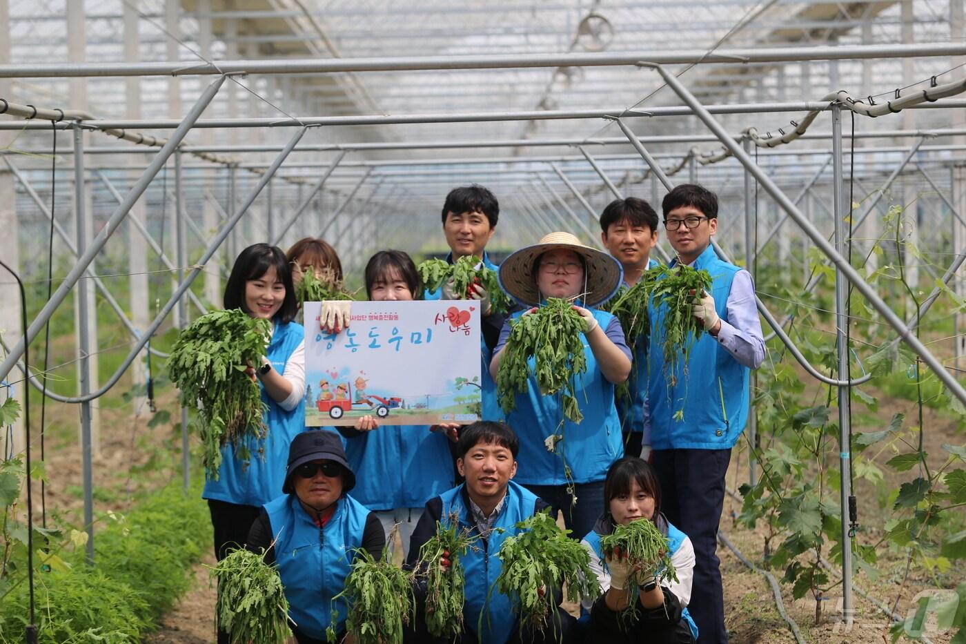본문 이미지 - 한국농어촌공사 새만금산단사업단은 30일 군산시 대야면 일손이 부족한 포도재배농가를 찾아 농촌일손돕기 봉사활동을 펼쳤다.(새만근산단사업단 제공) 2024.4.30/뉴스1