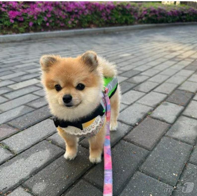 본문 이미지 - 호두가 순찰을 돌고 있는 모습. (정원오 성동구청장 엑스 갈무리)