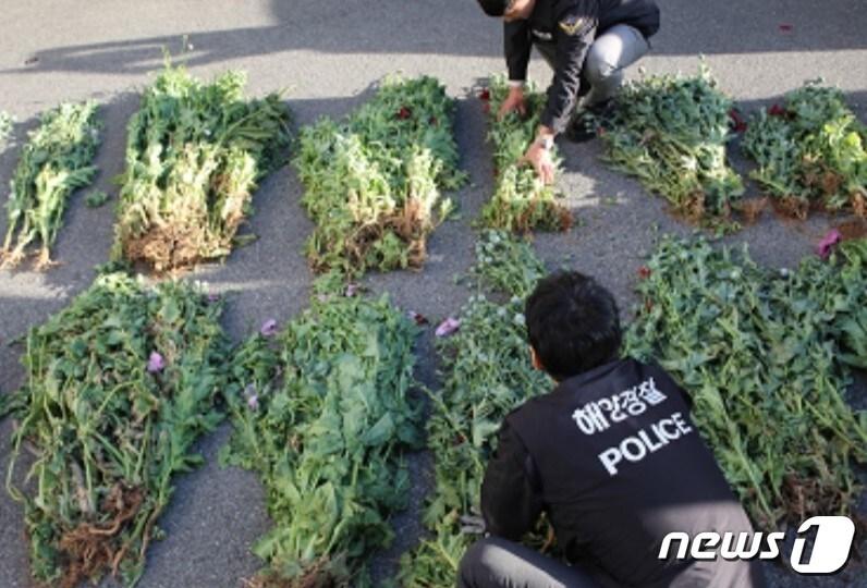 본문 이미지 - 부안해경 단속현장 자료사진(부안해경 제공)2024.4.4/뉴스1 