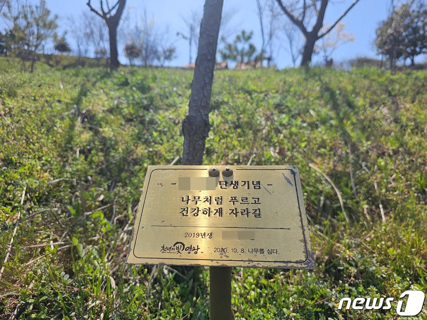 본문 이미지 - 전남 영광군의 신생아 탄생 기념숲에 자녀의 밝은 미래를 기원하는 탄생수가 심어져 있다. 2024.4.5 뉴스1