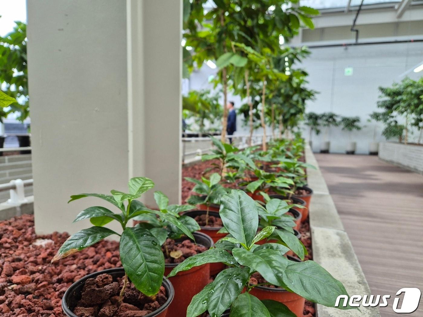 본문 이미지 - 커피나무 온실(자료 사진)/뉴스1