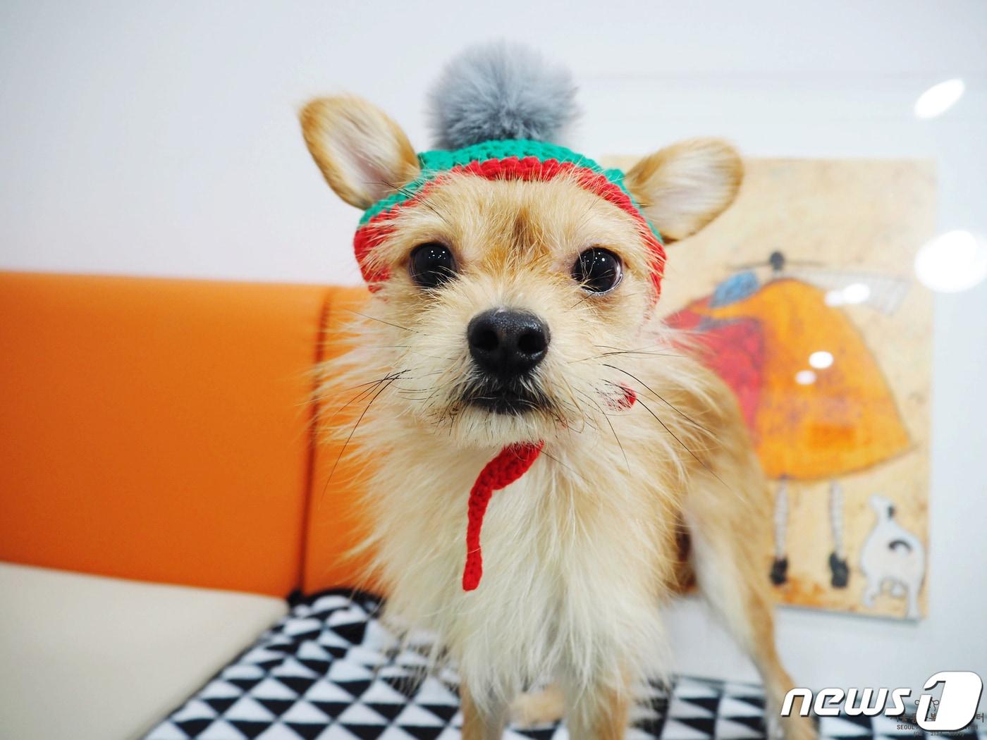 본문 이미지 - 서울동물복지지원센터에서 보호 중인 강아지(센터 제공) ⓒ 뉴스1