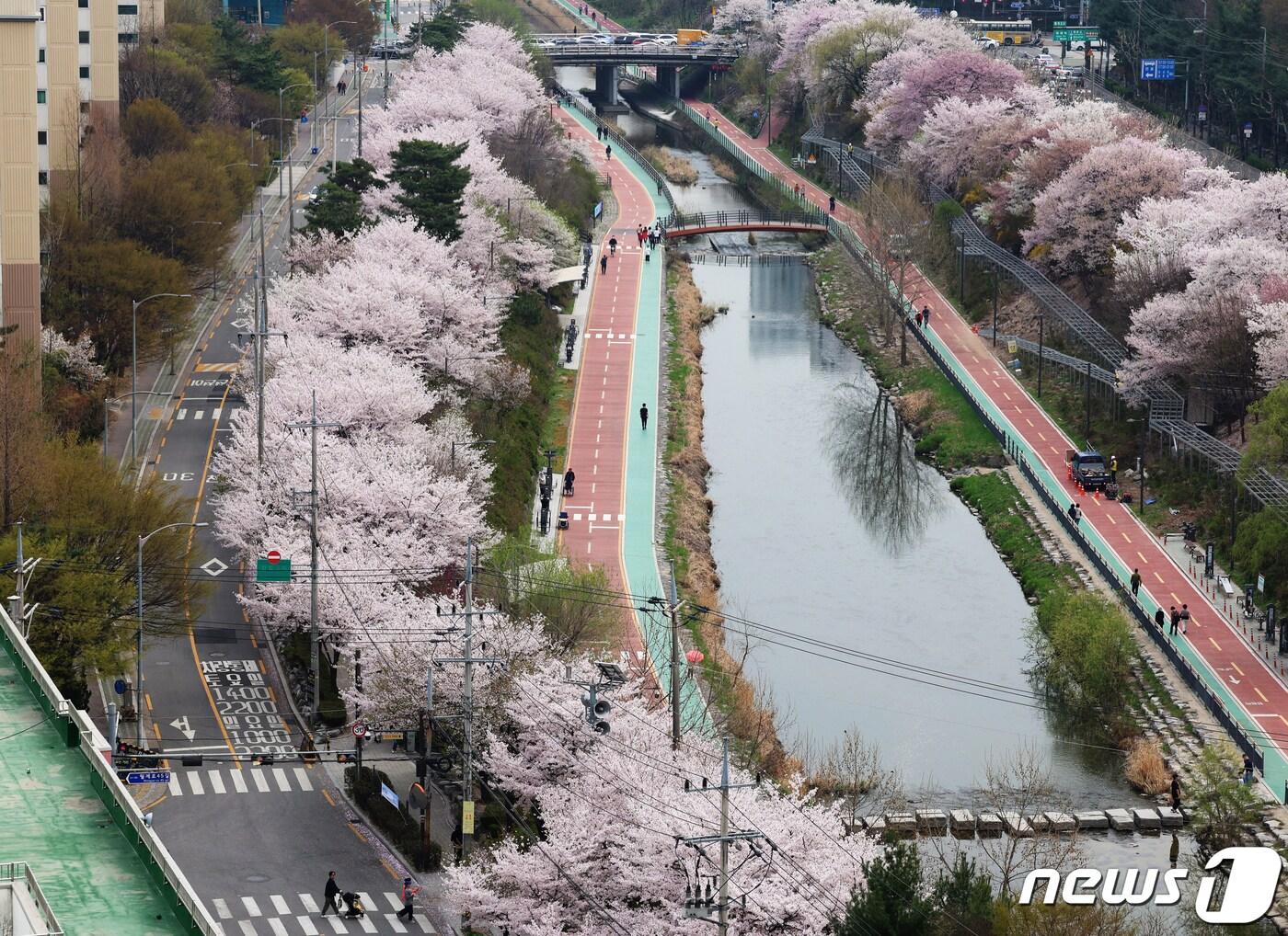본문 이미지 - 포근한 봄 날씨를 보인 6일 서울 노원구 월계동 초안산 수국동산 인근 우이천변에 벚꽃이 만개해 있다. (노원구 제공) 2024.4.6/뉴스1