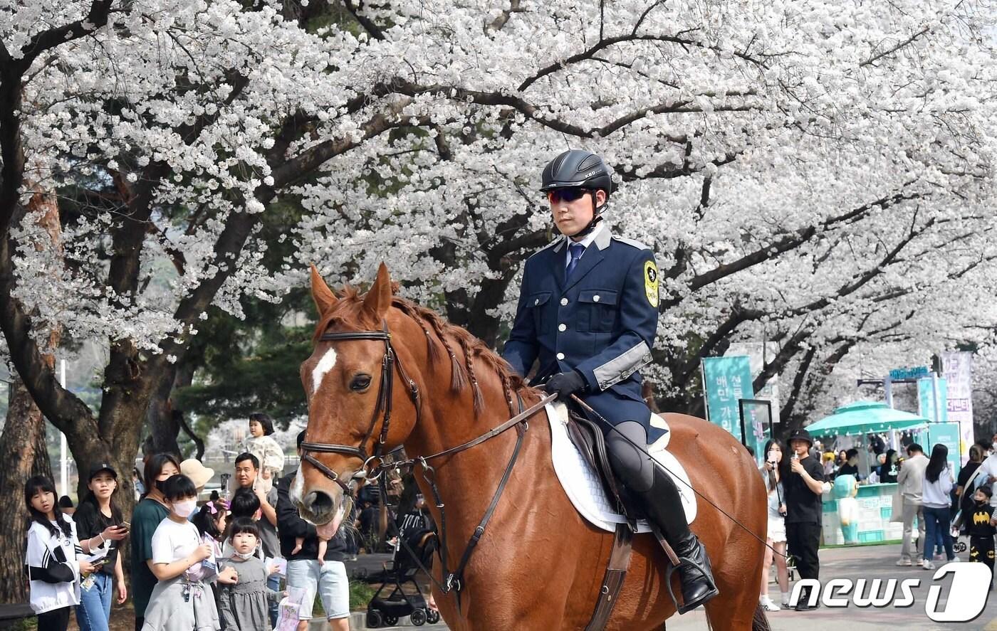 한국마사회 렛츠런파크 서울 벚꽃축제(한국마사회 제공)  