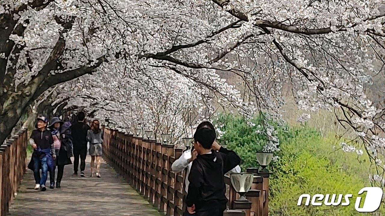 본문 이미지 - 7일 충북 옥천군 옥천읍 교동저수지 일원 벚꽃길을 찾은 상춘객들이 봄기운을 만끽하고 있다. /뉴스1 장인수 기자  