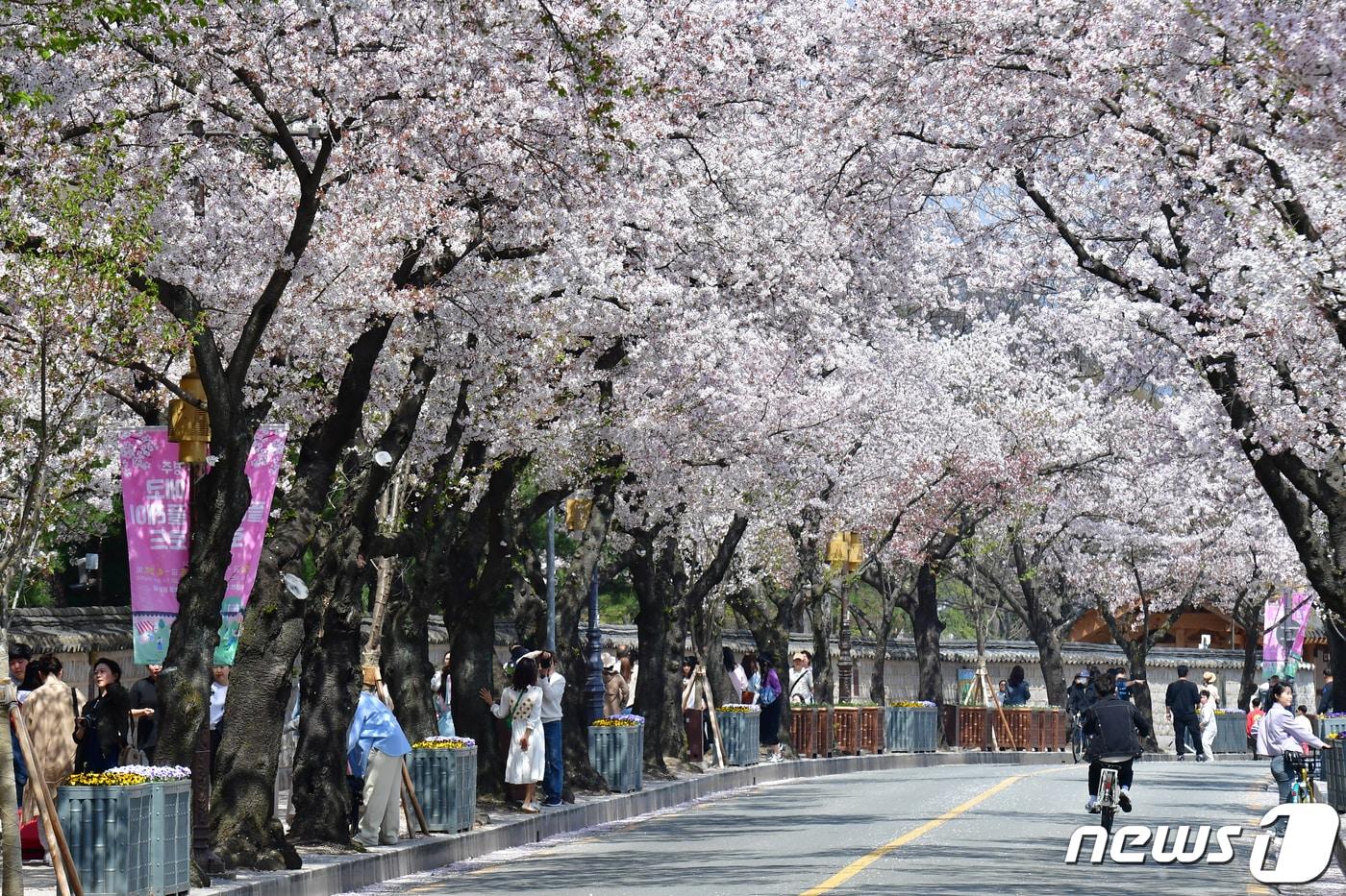 본문 이미지 - 경북 경주시 대릉원 돌담길에 핀 벚꽃. ⓒ 뉴스1 최창호 기자