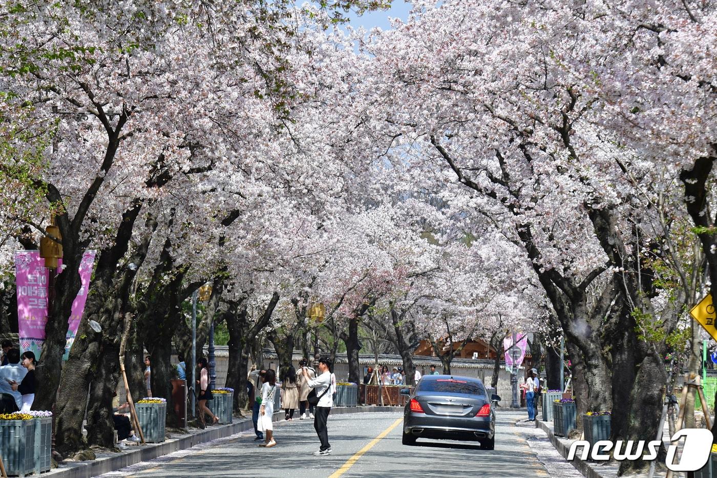 본문 이미지 - 벚꽃 명소로 알려진 경북 경주시 대릉원 돌담길을 찾은 관광객들이 벚꽃길을 따라 걷는 모습.(뉴스1 자료, 재판매 및 DB 금지)