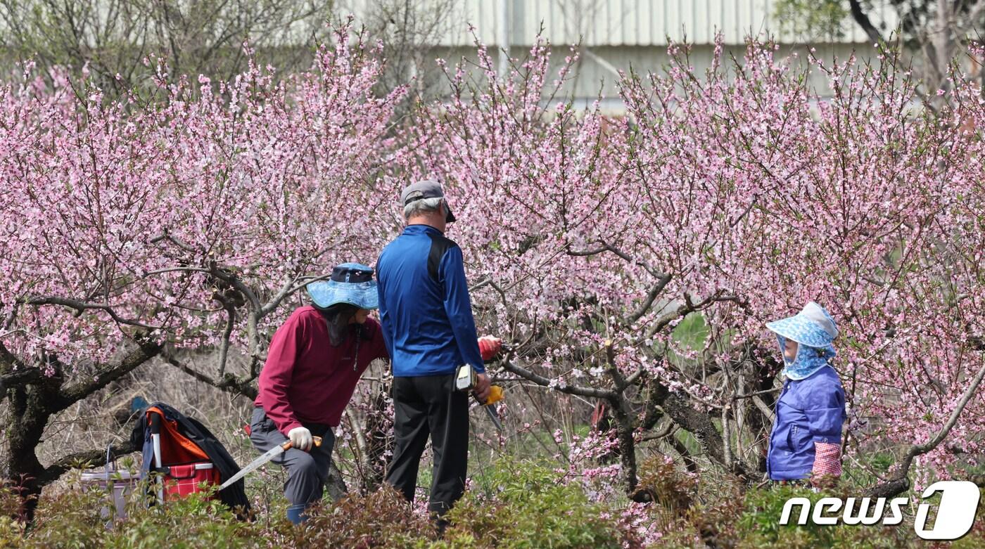 전북차지도 임실군이 농업인대학 복숭화 과장 교육생 30명을 모집한다./뉴스1 ⓒ News1 김태성 기자