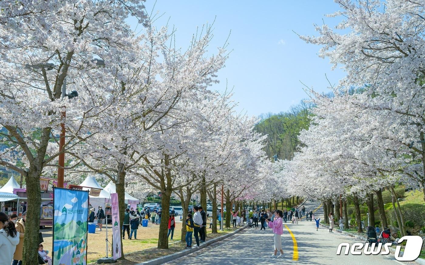 비발디파크 벚꽃로드.(소노인터내셔널 제공)/뉴스1