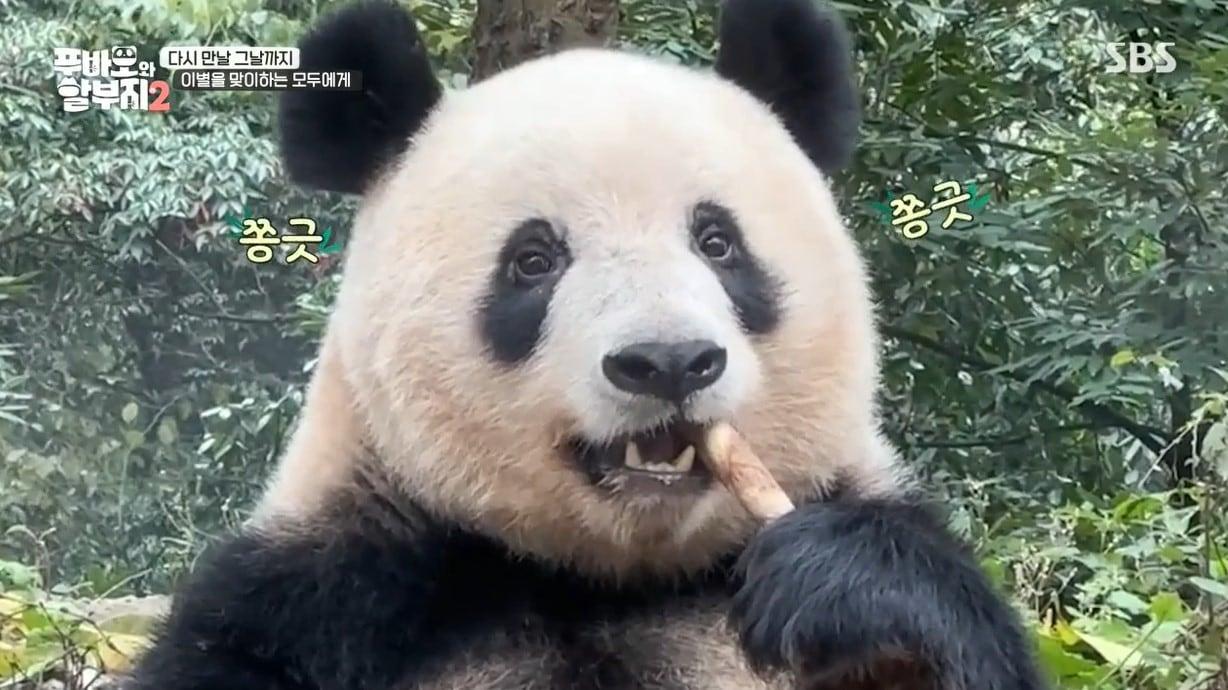 본문 이미지 - (SBS '푸바오와 할부지 2' 갈무리)