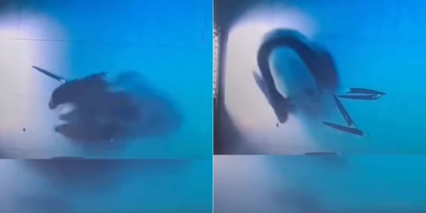 본문 이미지 - 이상행동을 보이고 있는 푸바오. 유튜브 채널 '판다러버' 갈무리