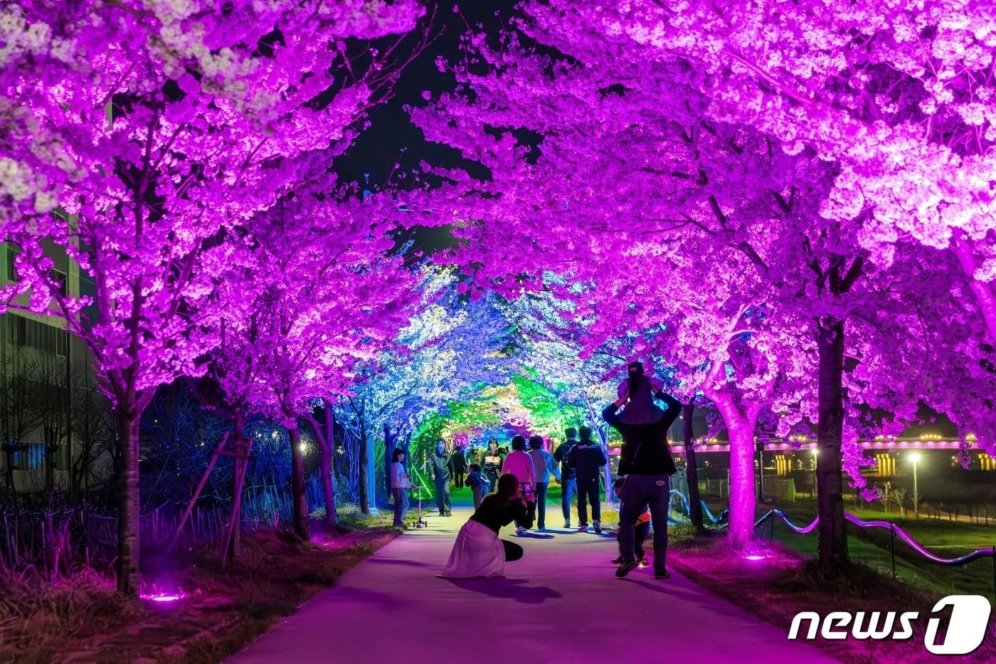 야간 조명 설치한 강원 동해시 전천 벚꽃길.(동해시 제공) 2024.4.9/뉴스1