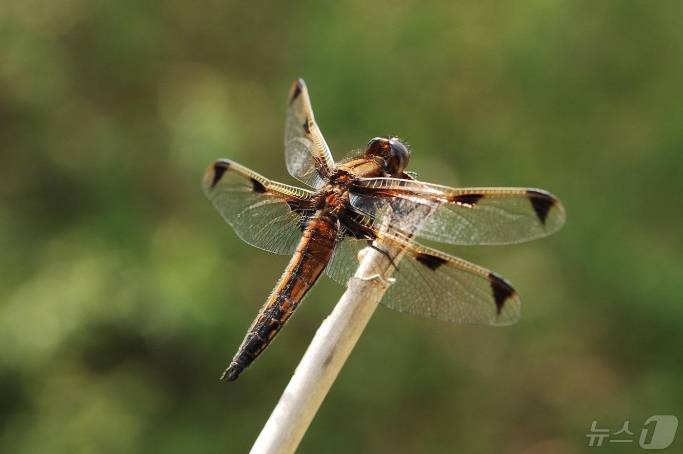 전남 함평나비축제장 인근 습지에서 발견된 멸종위기야생생물 대모잠자리 수컷.(함평군 제공)2024.5.1./뉴스1