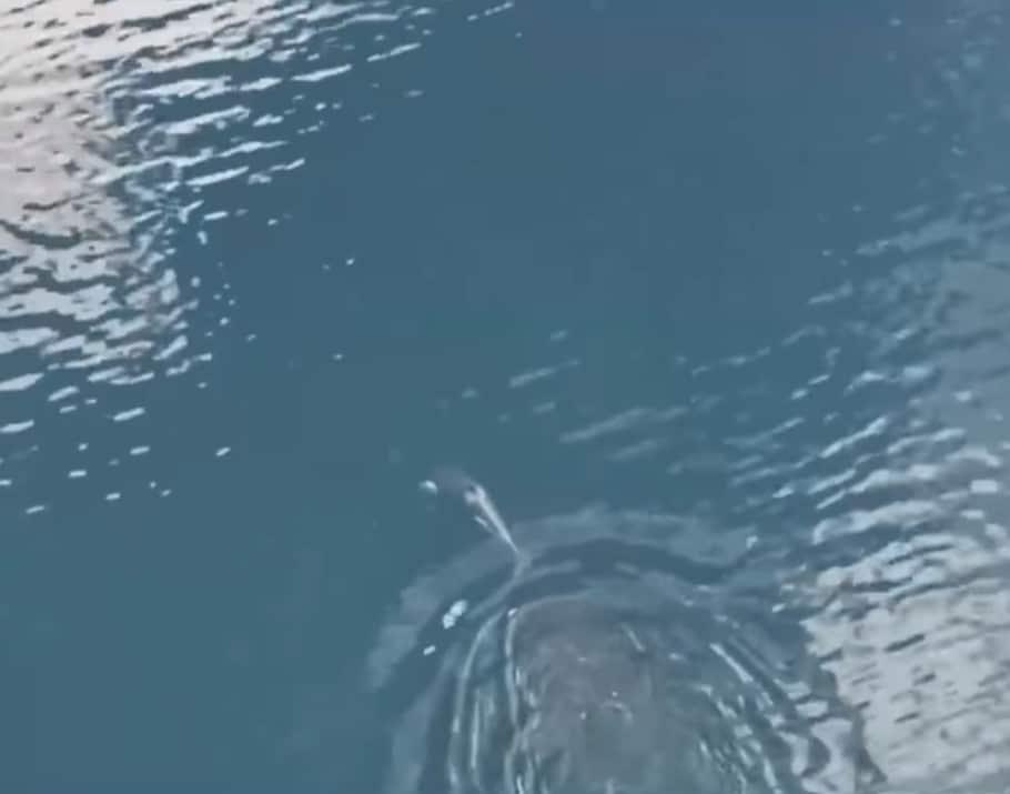 본문 이미지 - 캐나다 브리티시컬럼비아주 석호에 갇혀있다가 구조돼 바다로 나아가는 새끼 범고래 &#39;브레이브 리틀 헌터&#39;. &#40;출처 : Department of Fisheries and Oceans Canada&#41; 2024.04.30/