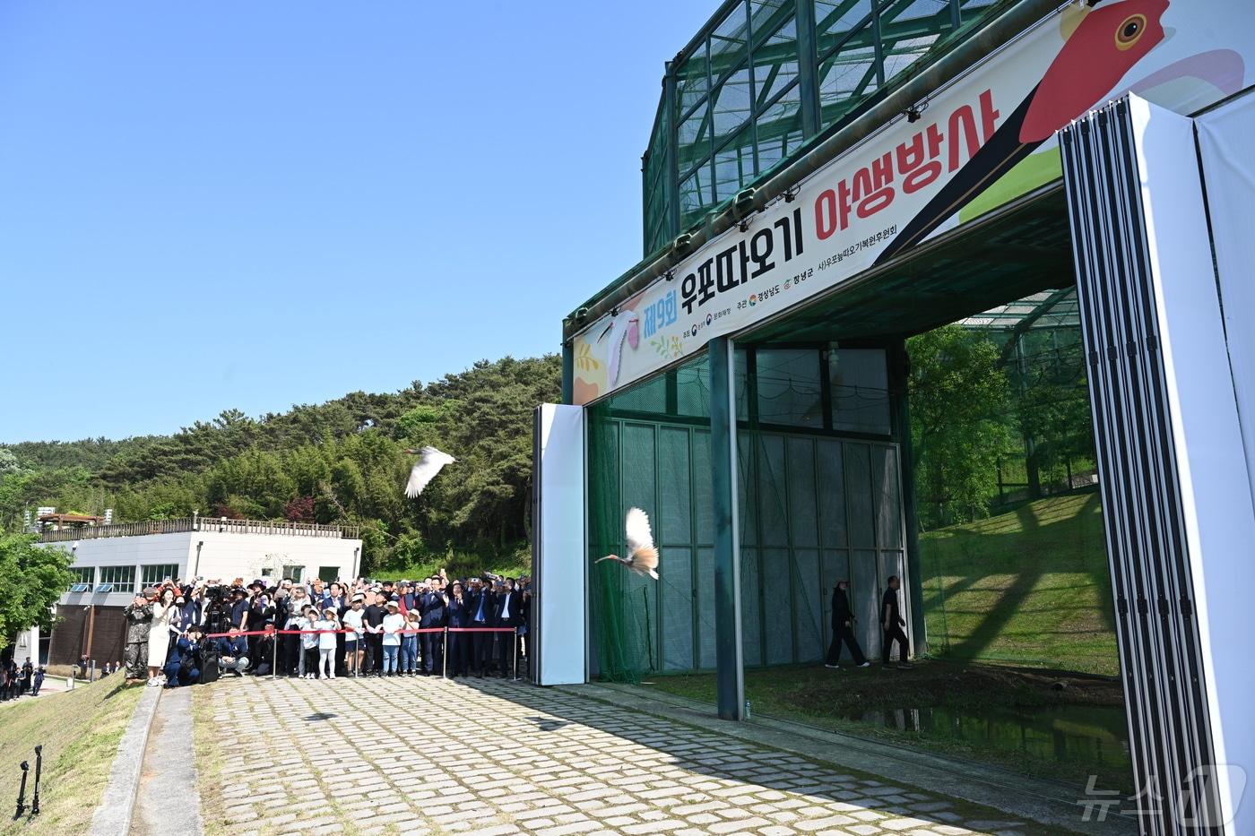 본문 이미지 - 10일 우포따오기가 우포따오기복원센터를 나와 밖으로 날아가고 있다.(창녕군 제공)